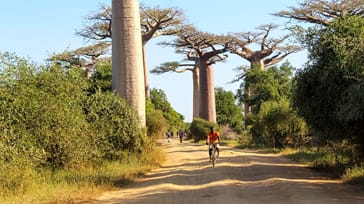 Madagaskar & Kenya - Baobabtræer, safari og strand