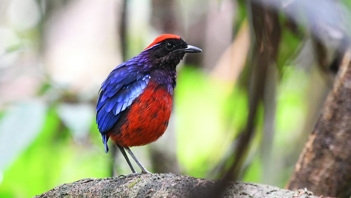 Merapoh, Taman Negara