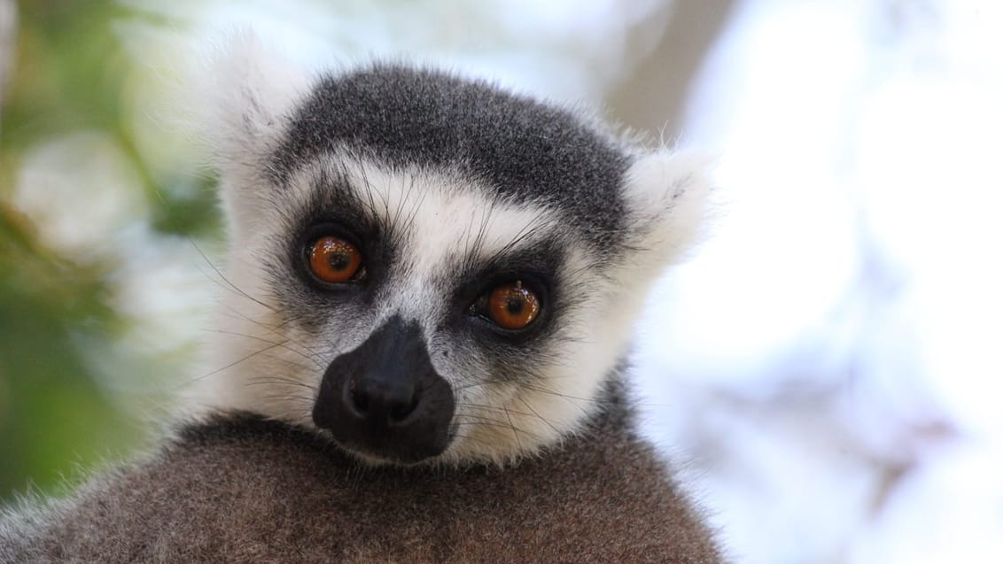 Lemur i Andasibe