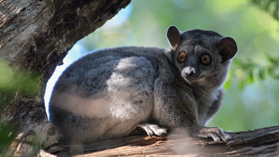 Væsellemur i Madagaskar
