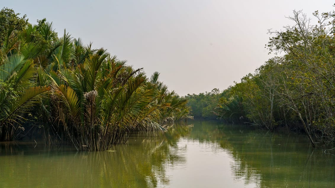 Smalle vandveje omgivet af tæt mangroveskov i Sundarbans.