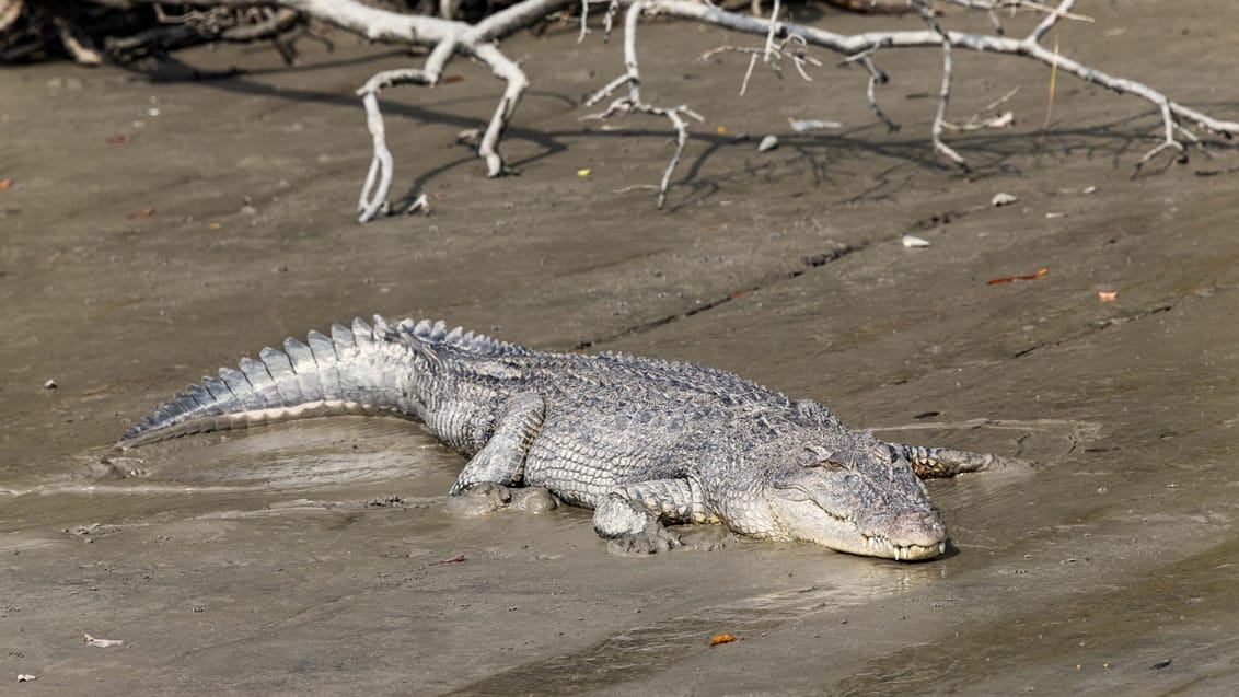 Krokodille ved bredden i Sundarbans’ mangroveområde.
