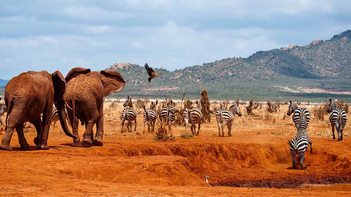 Tsavo West er rig på dyreliv og kendetegnet ved det røde sand