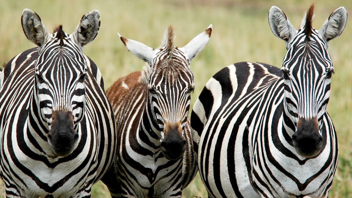 Zebraer i Kenya