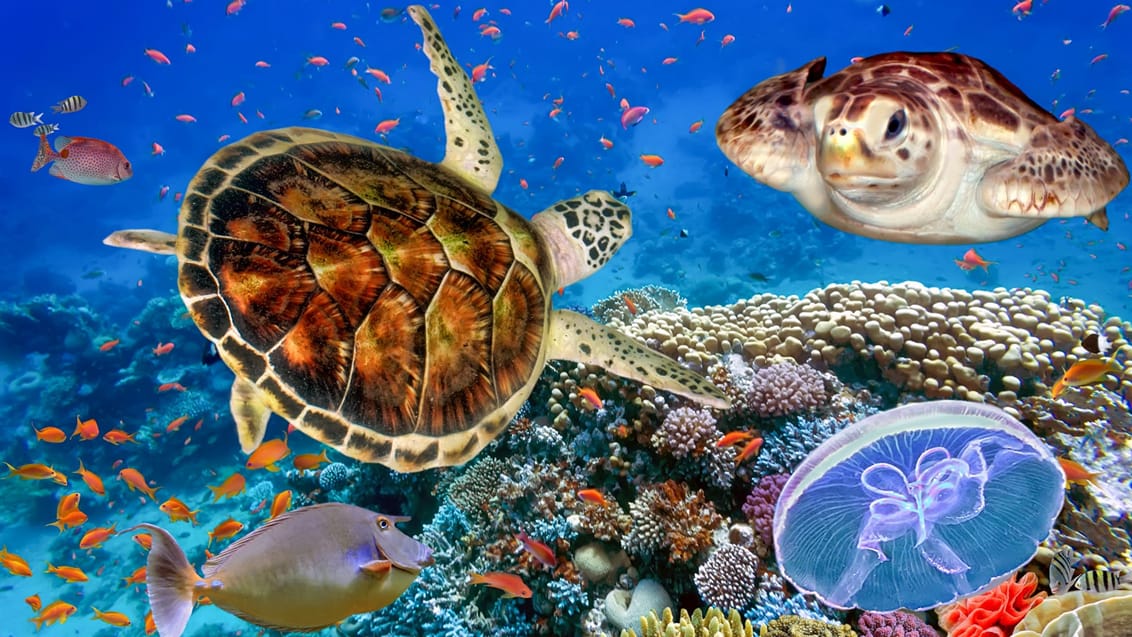 Havskildpadder, Bunaken Island, Sulawesi