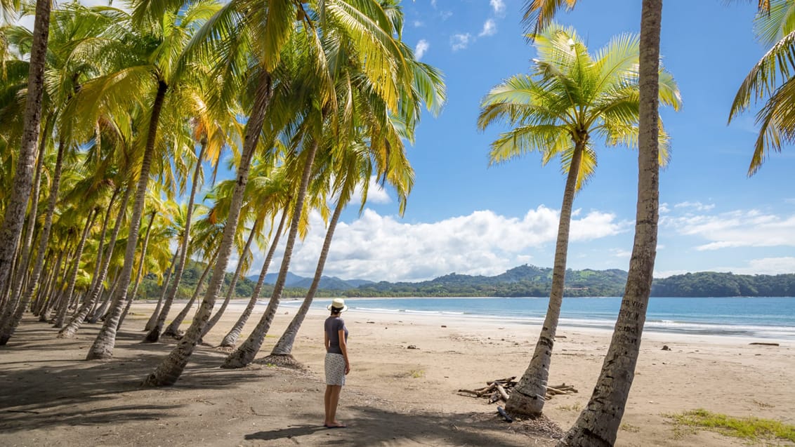 Strandliv på Nicoya-halvøen, Costa Rica