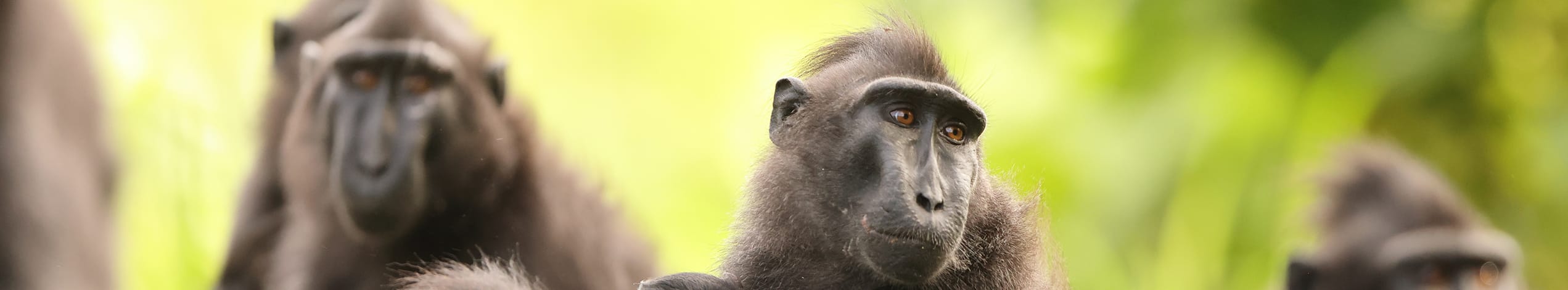Tangkoko National Park, Sulawesi