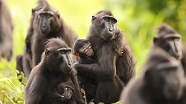 Tangkoko National Park, Sulawesi