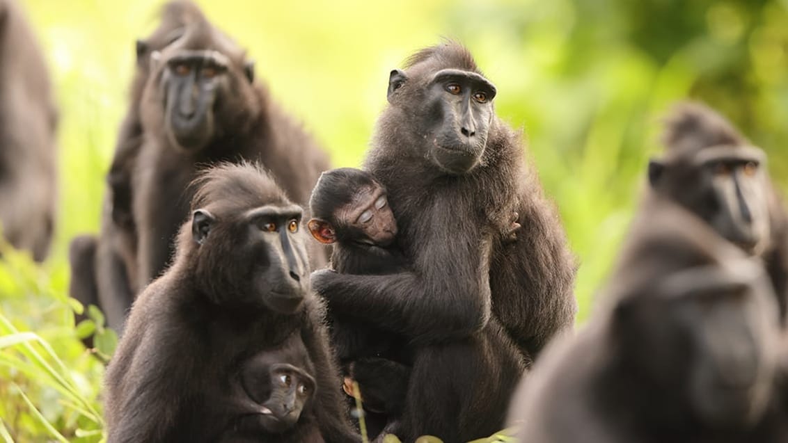 Tangkoko National Park, Sulawesi