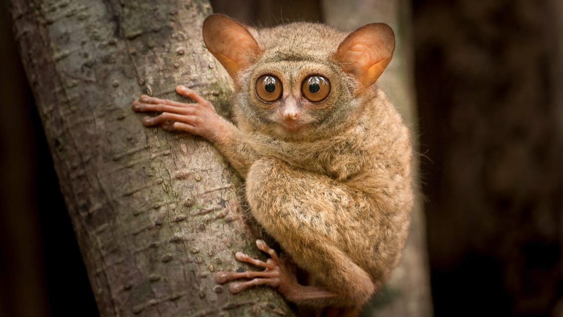 Tarsier, Tangkoko National Park, Sulawesi