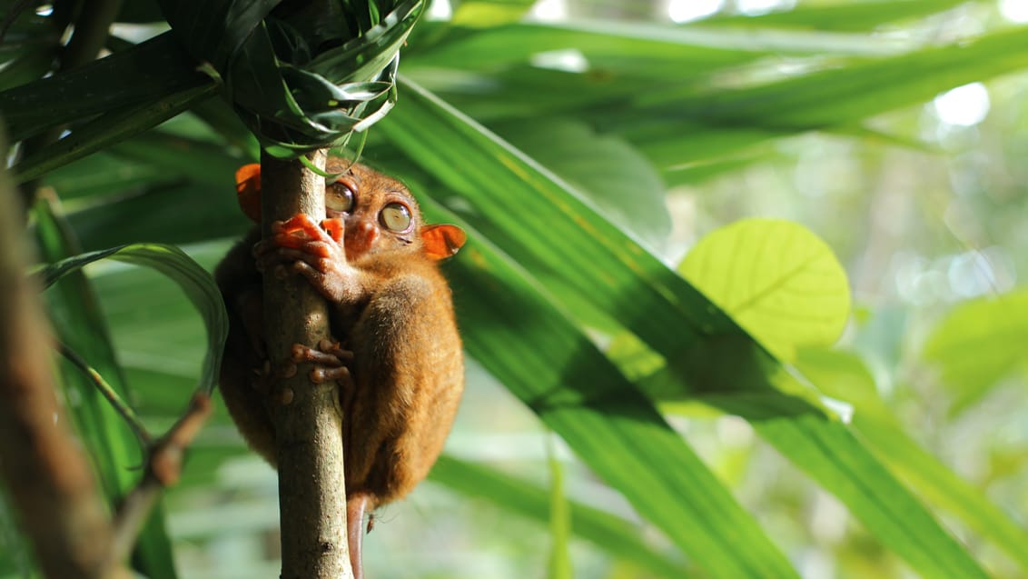 Tarsier abe