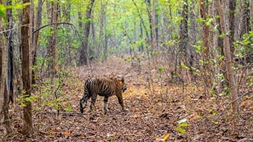 Tigersafari i det centrale Indien