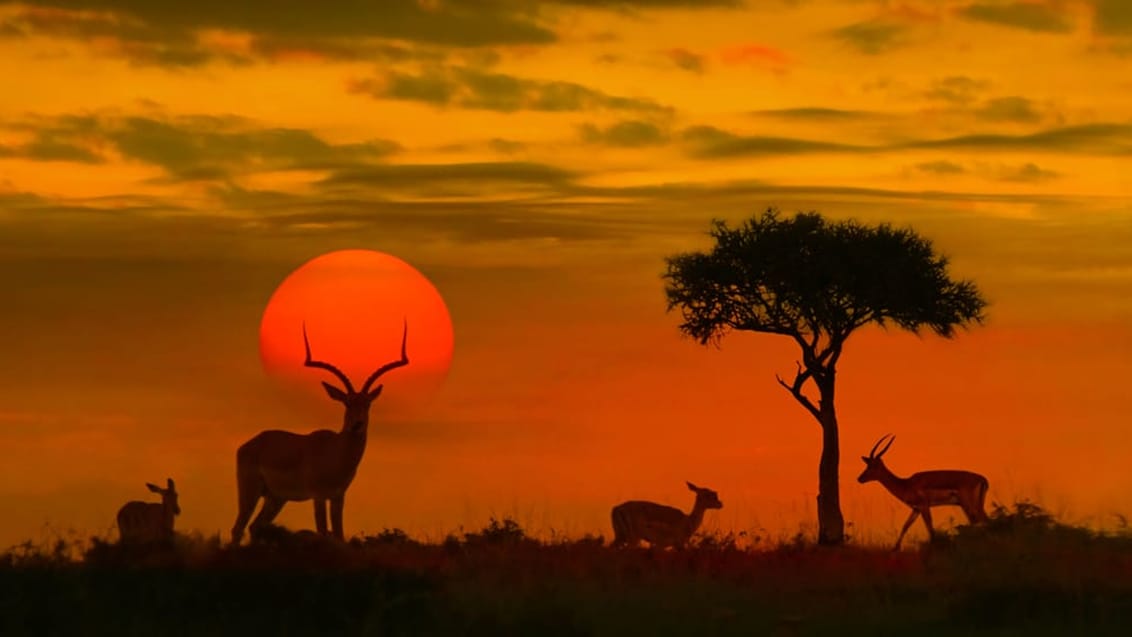 Antilobe i solnedgang