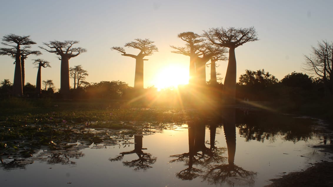 Solnedgang over ikoniske Baobab Avenue i Madagaskar