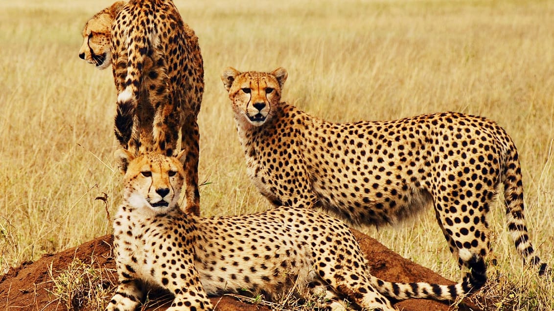 Geparder på savannen i Serengeti Nationalpark