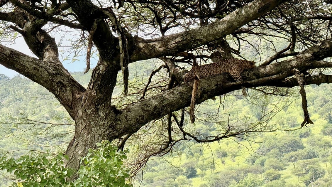 Leopard i akacietræ i Serengeti Nationalpark