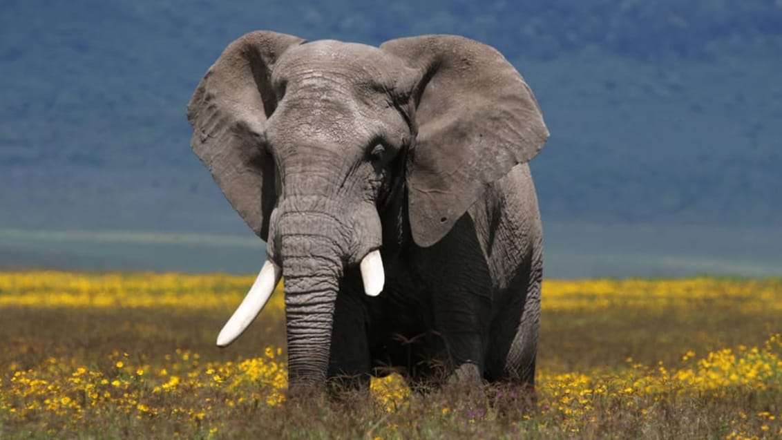 Elefant i Tarangire Nationalpark