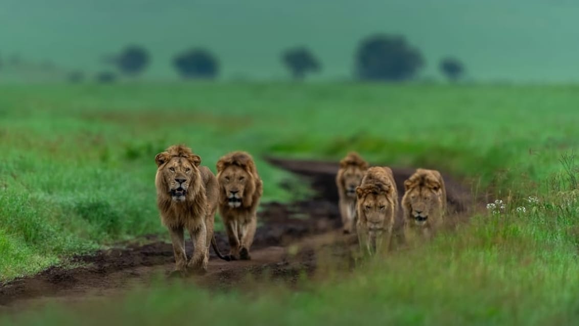 Løveflok i Serengeti Nationalpark