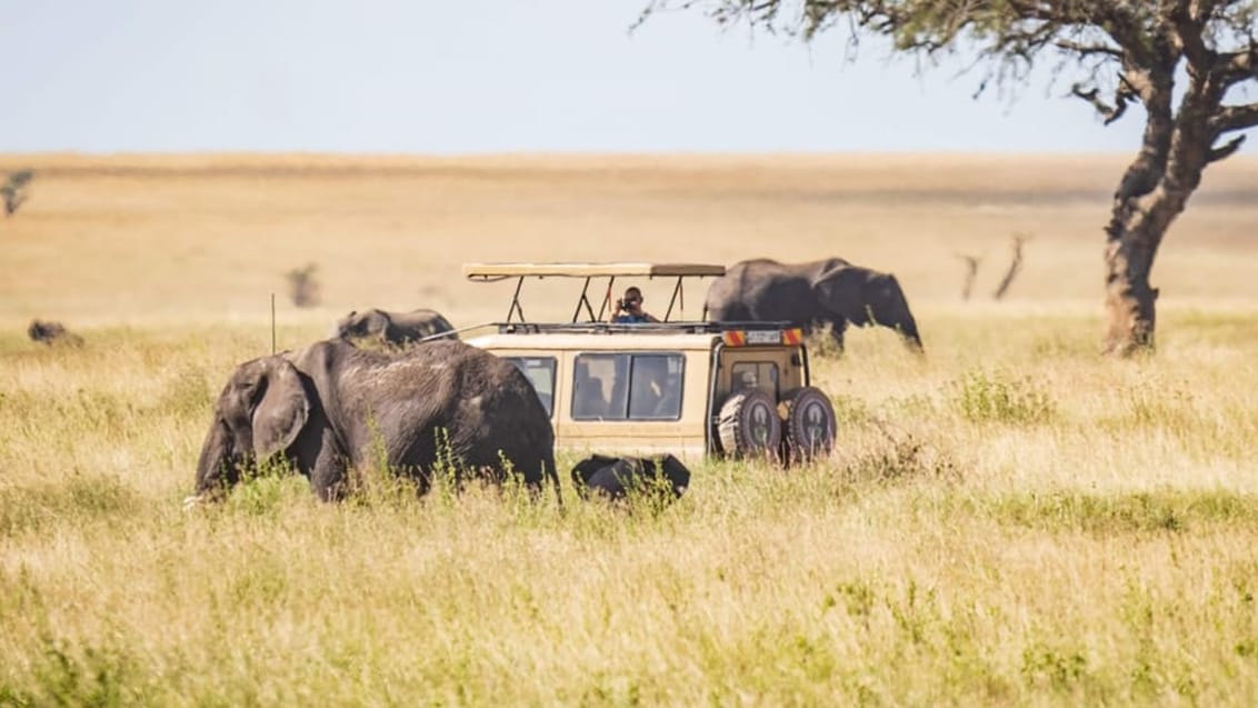 Kom helt tæt på dyrene i Tanzania i det firhjulstrukne safarikøretøj
