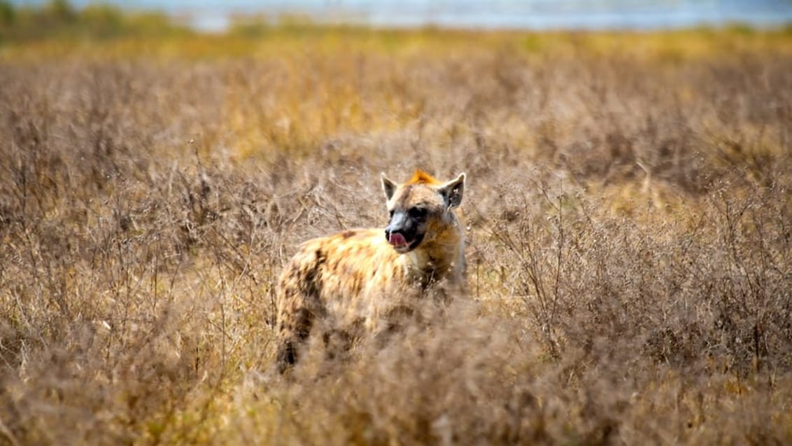 Plette hyæne på savannen i Serengeti Nationalpark