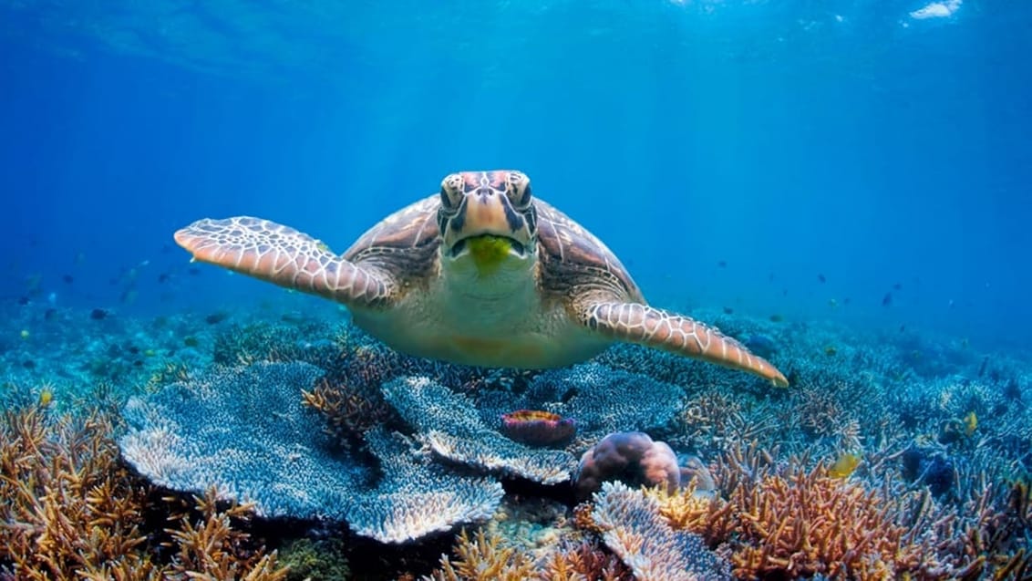 Grøn skildpadde i vandet ved Zanzibars kyst