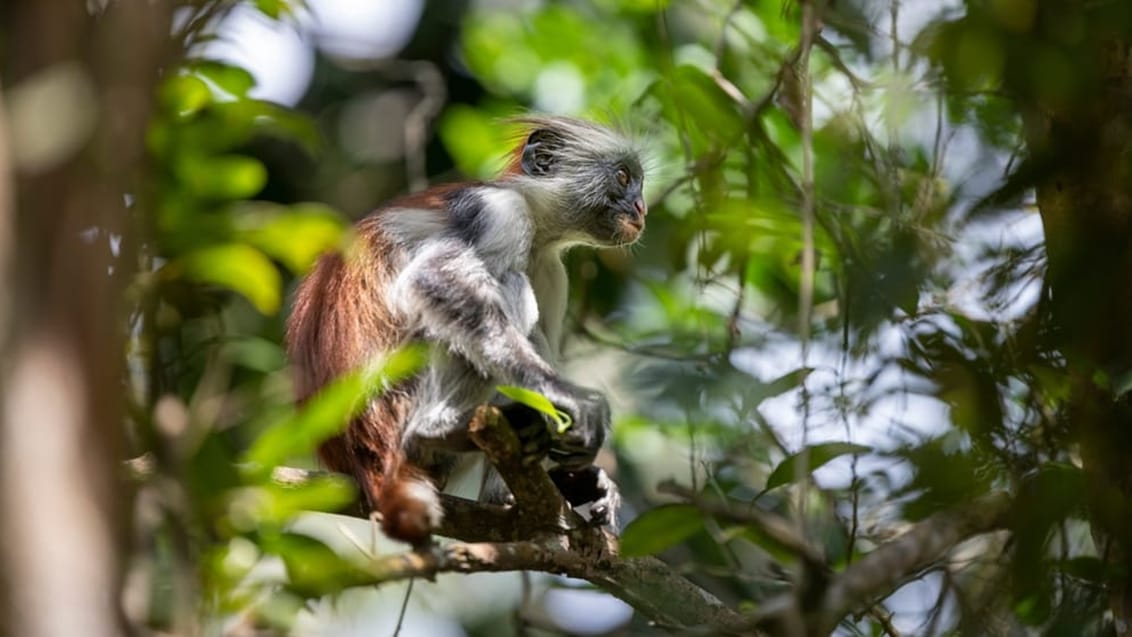 Zanzibarrød colobusabe på Zanzibar