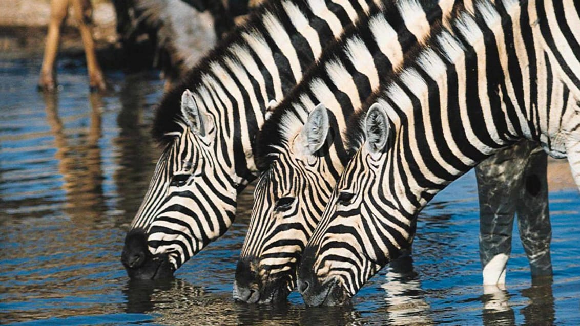 Drikkende zebraer