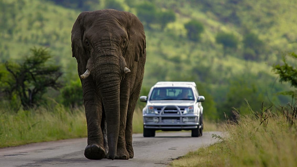 Elefant i Kruger med bil i baggrund