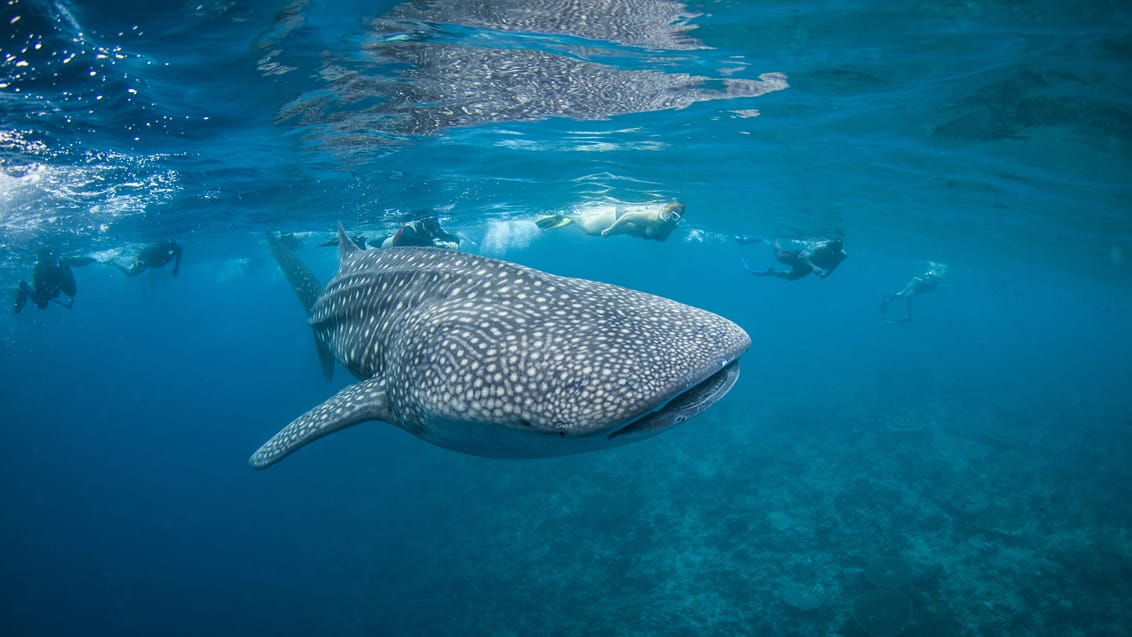 Hvalhaj snorkeltur