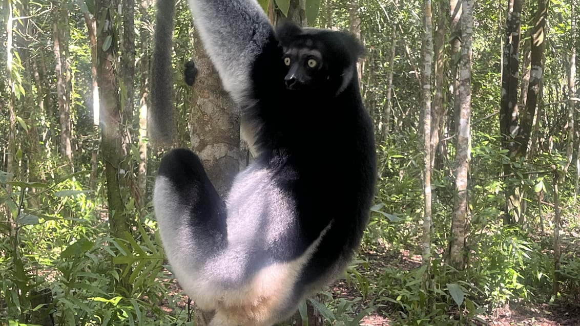 Indri lemuren i Andasibe, Madagaskar