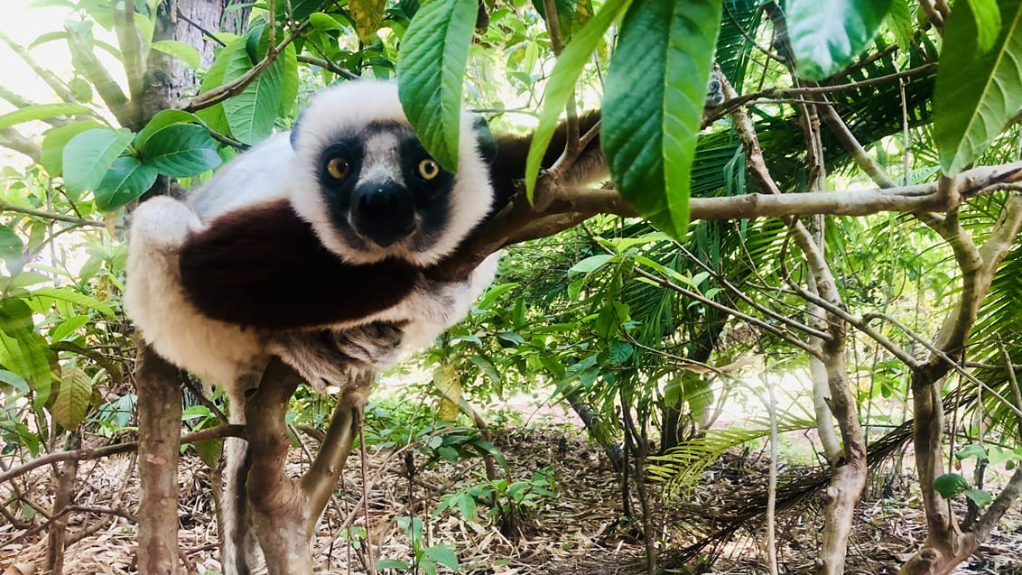 Mød de nysgerrige lemurer undervejs på din rejse i Madagaskar