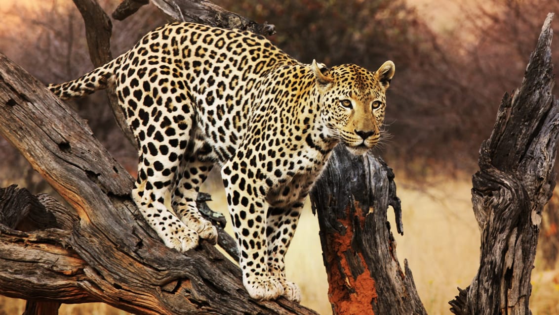 Leopard