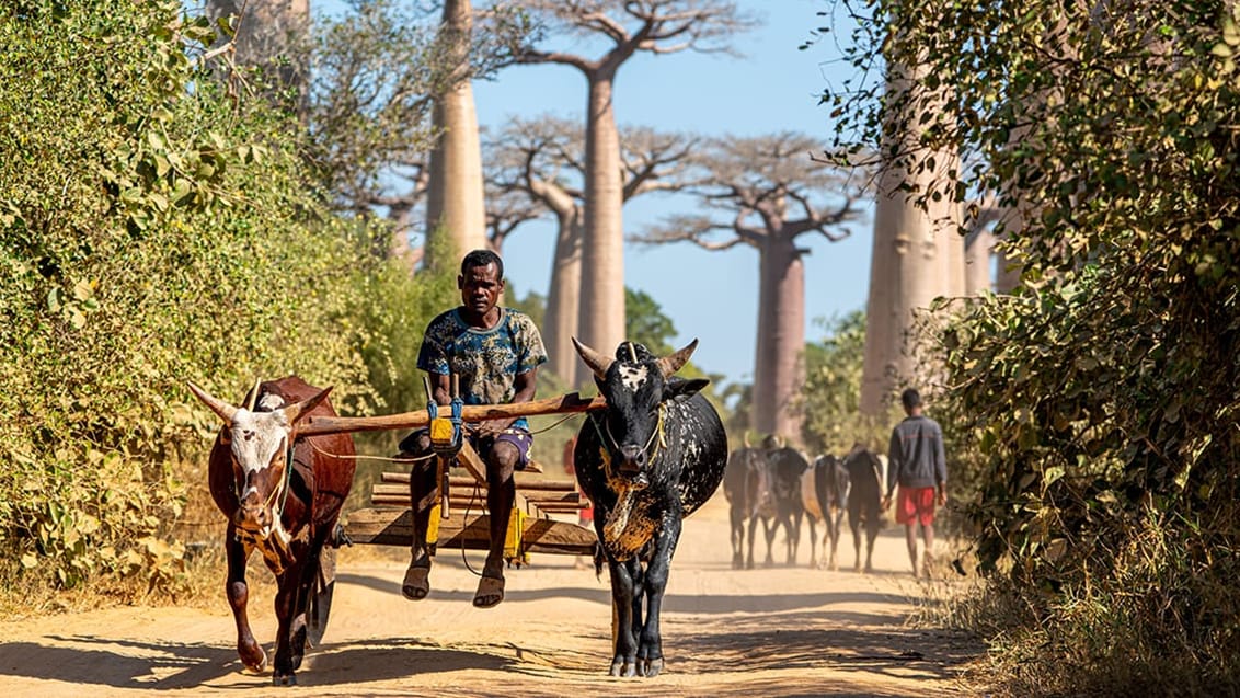 Madagaskar & Kenya - Baobabtræer, safari og strand