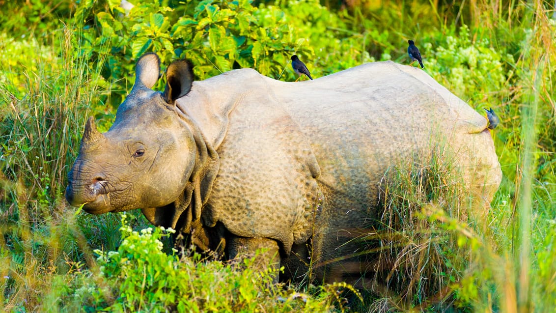 Oplev det fantastiske dyreliv i Chitwan Nationalpark, Nepal