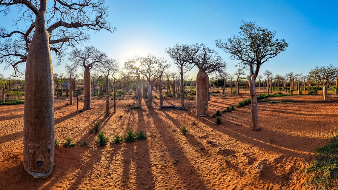 Reniala Reserve byder blandt andet på de ikoniske baobab træer i Madagaskar