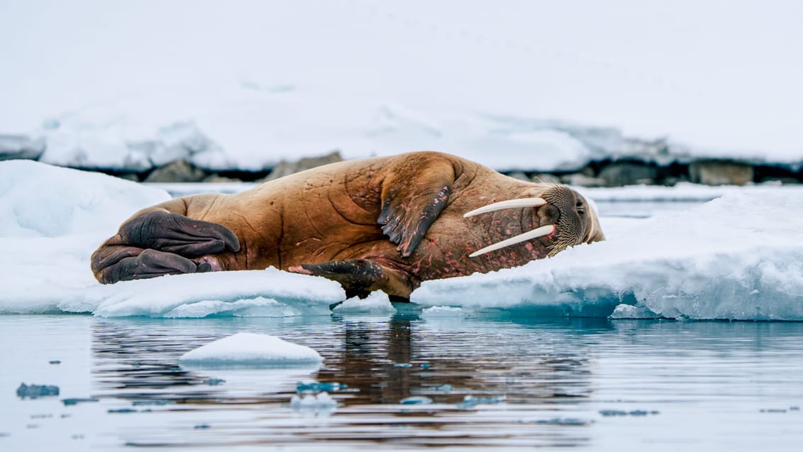 Tag med Jysk Rejsebureau på eventyr til Svalbard