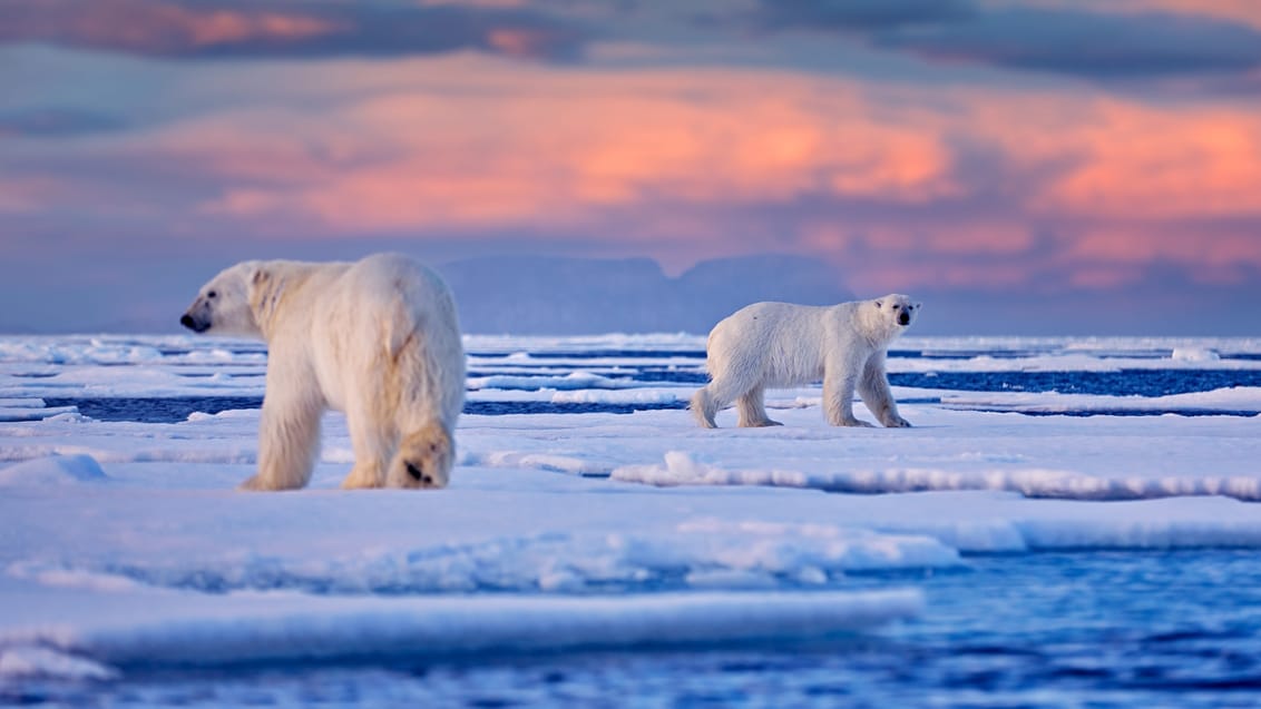 Svalbard Rundt paa ekspeditionstogt