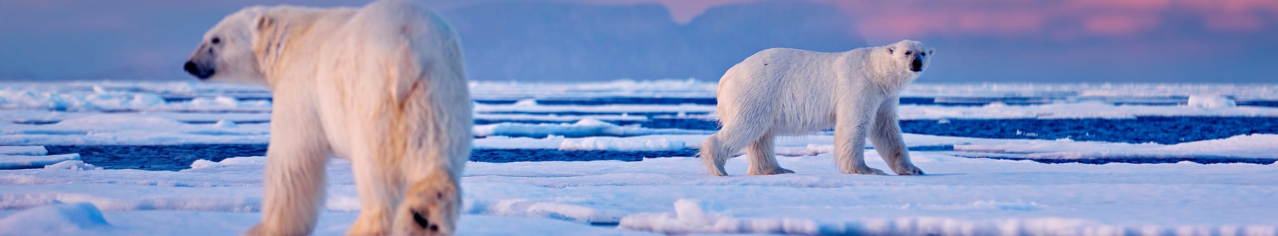 Svalbard Rundt paa ekspeditionstogt