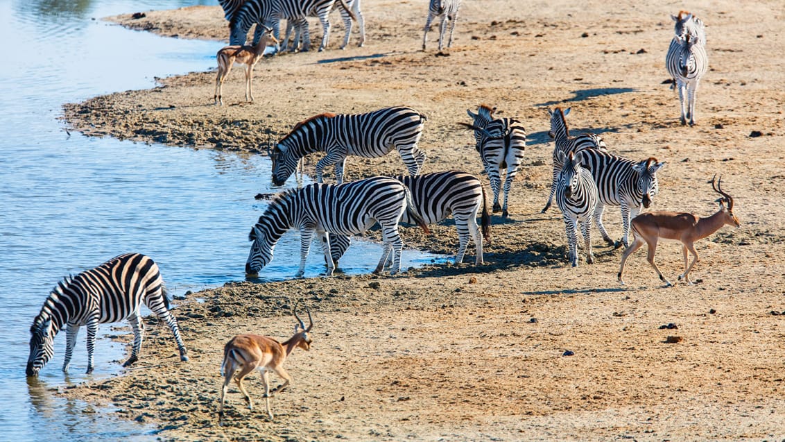 Zebraer ved sø