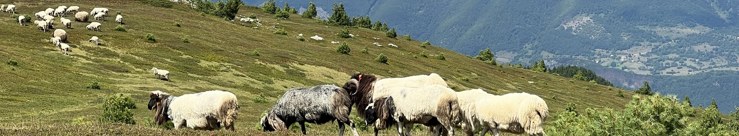Rejser til Albanien