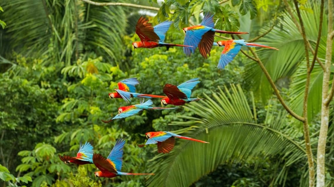 Araer, Amazonas