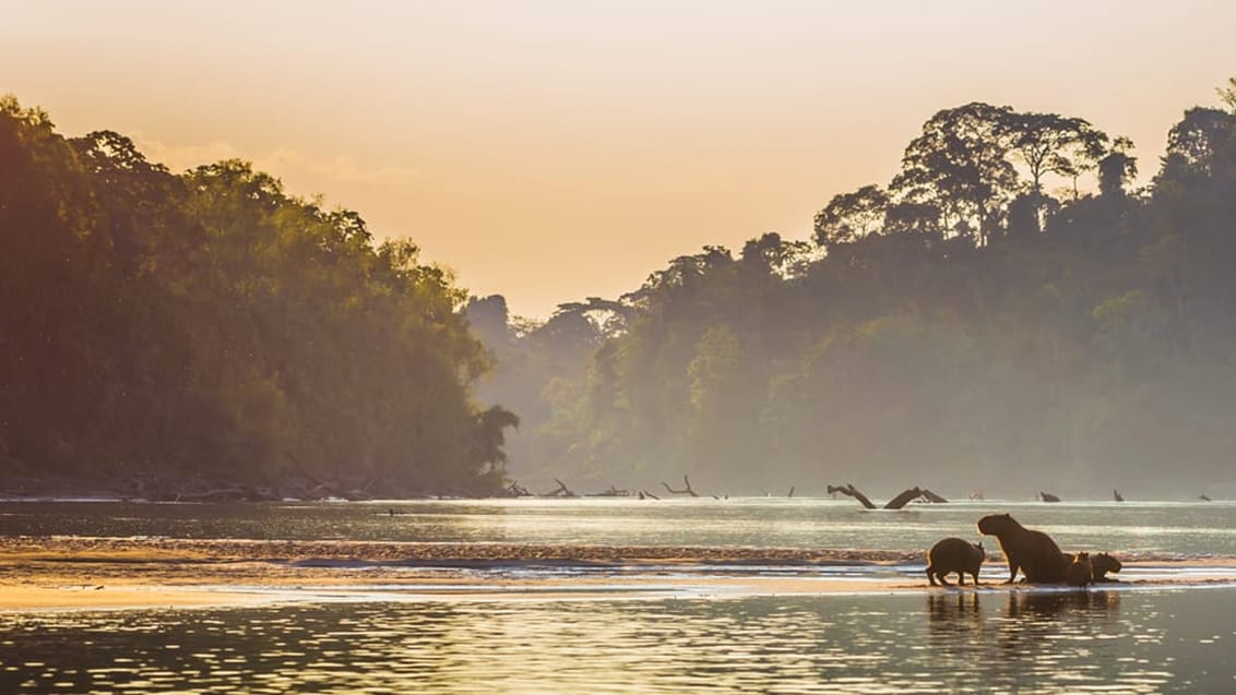 Kapivar, Amazonas, Peru