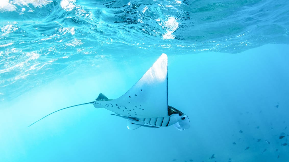 Manta ray ved Nusa-øerne, Indonesien