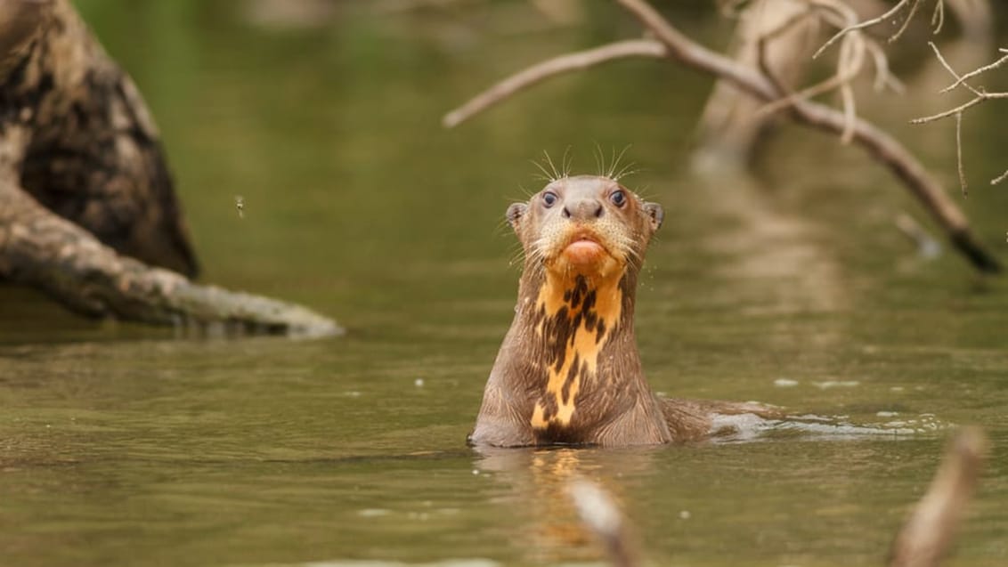 Odder, Amazonas, Peru