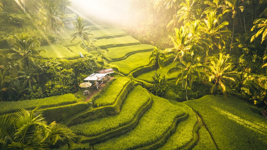 Tegallalang rismarker i Ubud, Bali